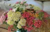 achillea-millefolium-summer-pastels